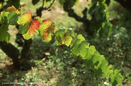 Provence, Harvest time