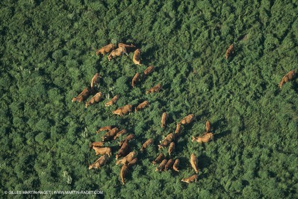 France, Provence, Camargue, Taureaux