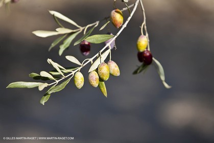 Saint Drézéry (FRA, 34), Domaine de Puech Haut
