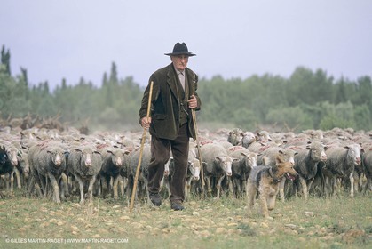 France, Provence, Moutons, bergers, élevage, transhumance