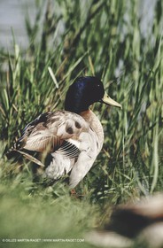 Camargue (FRA,13) - Oiseaux en Camargue - Canard