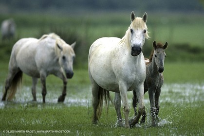 Camargue (FRA,13)