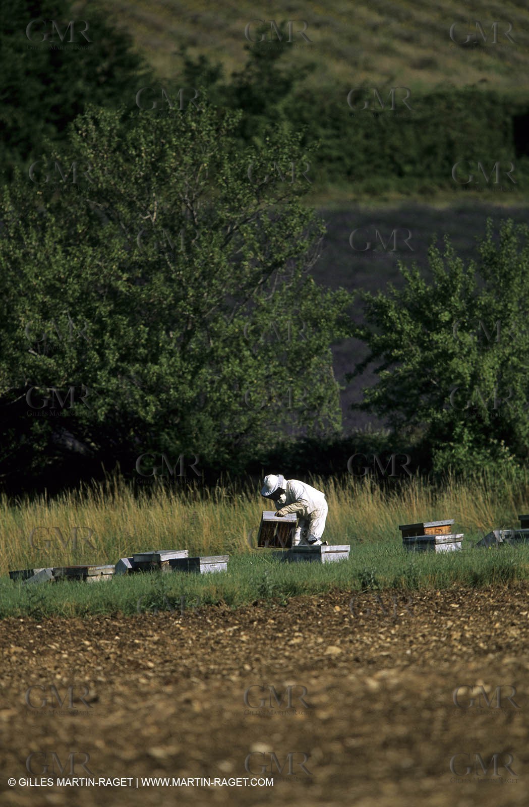 Apiculture in upper provence