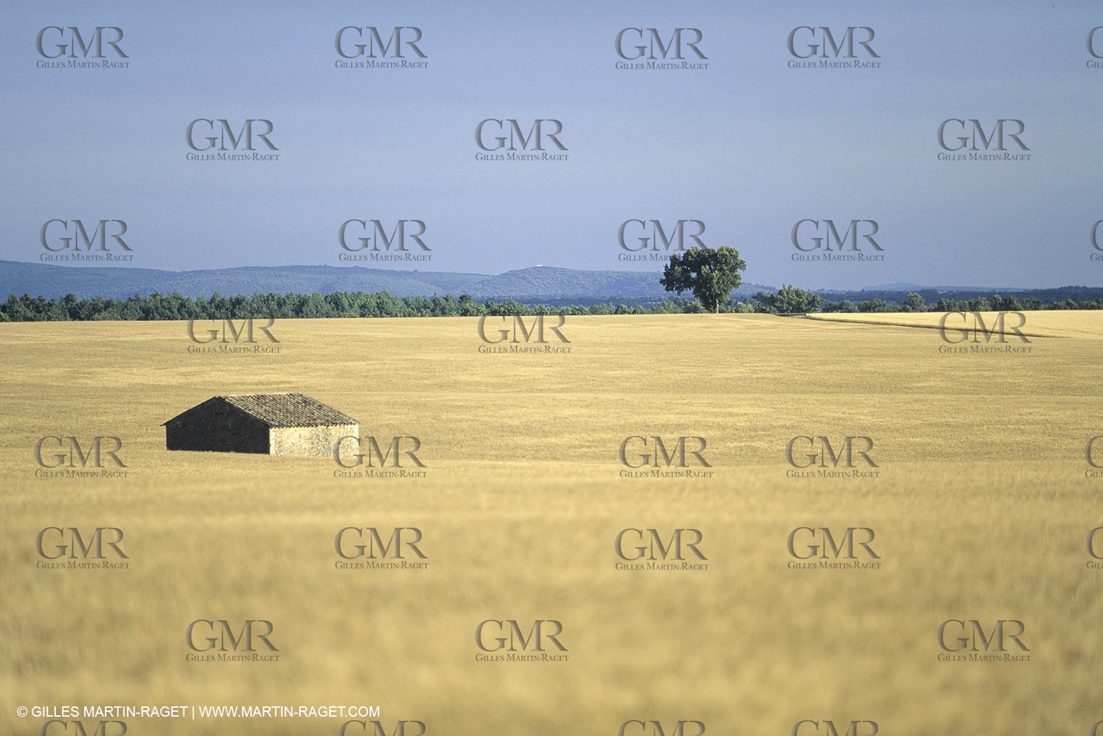 Corn and Wheat fields on Valensole Plateau in higher Provence (France)