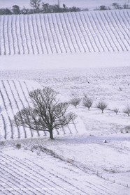 France, Provence, Neige en hiver   Snow in Provence