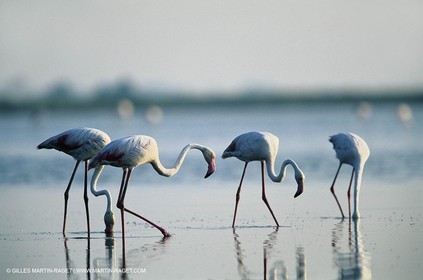 Camargue (FRA,13) - Flamingos in the Camargue