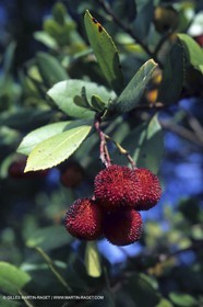 Bernis