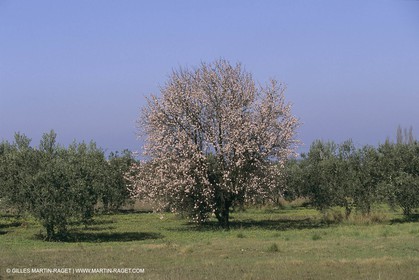 France, Provence, Arbres fruitiers en fleur   Spring bloom