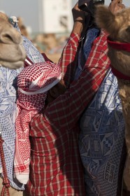 20 11 2010 - Dubai (EAU) - Courses de chameaux