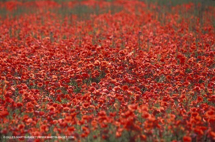 Coquelicots - Champs de Coquelicots