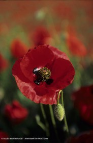 Coquelicots