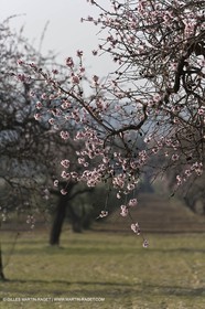 16 02 2008 - Les Baux de Provence (FRA, 13) - Paysages des Alpilles