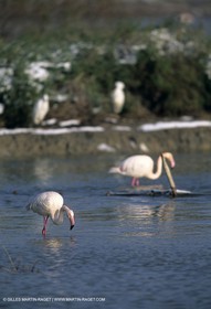 Provence sous la neige - Camargue