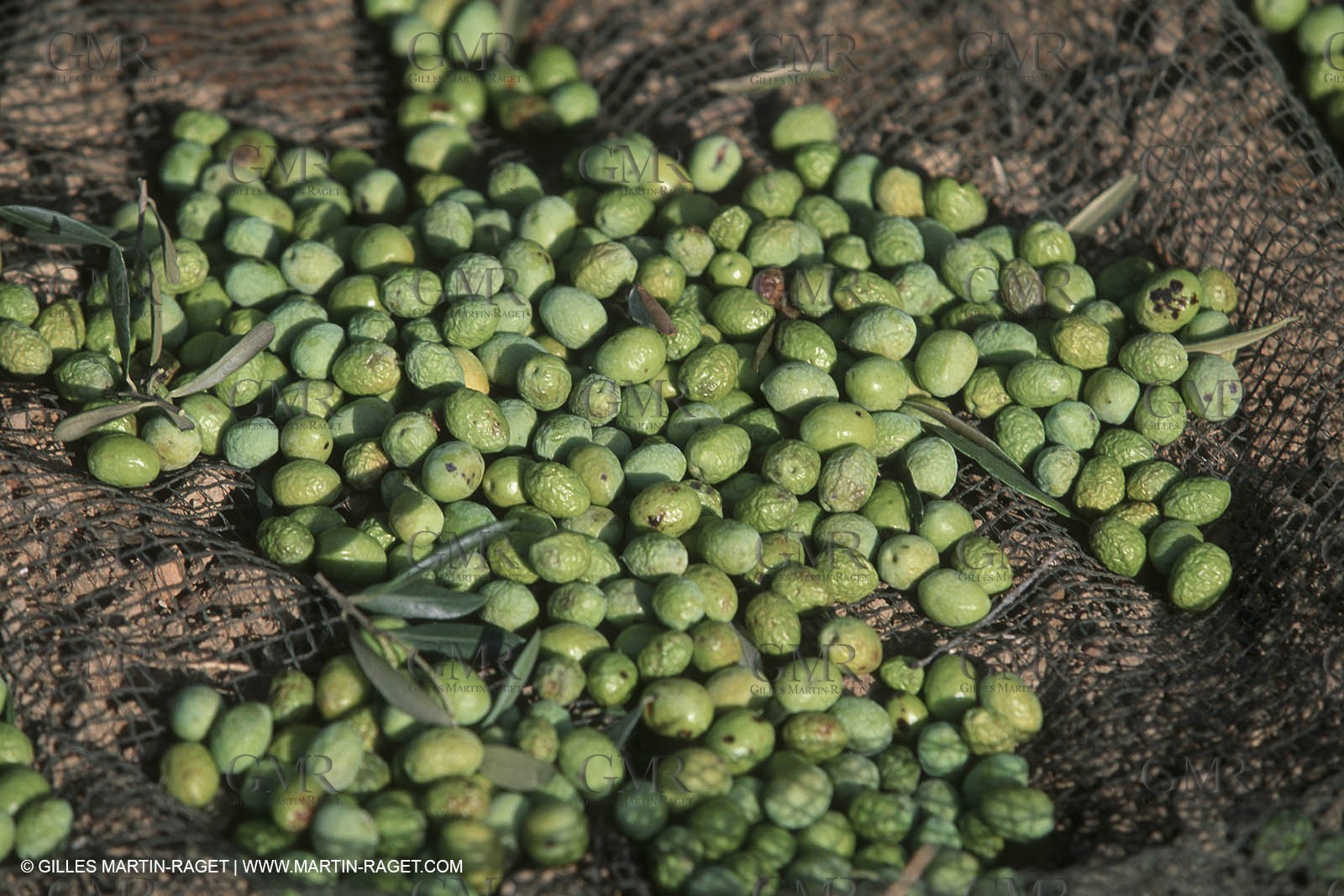 Baux de Provence valley olive tree fields, olives, olive oils