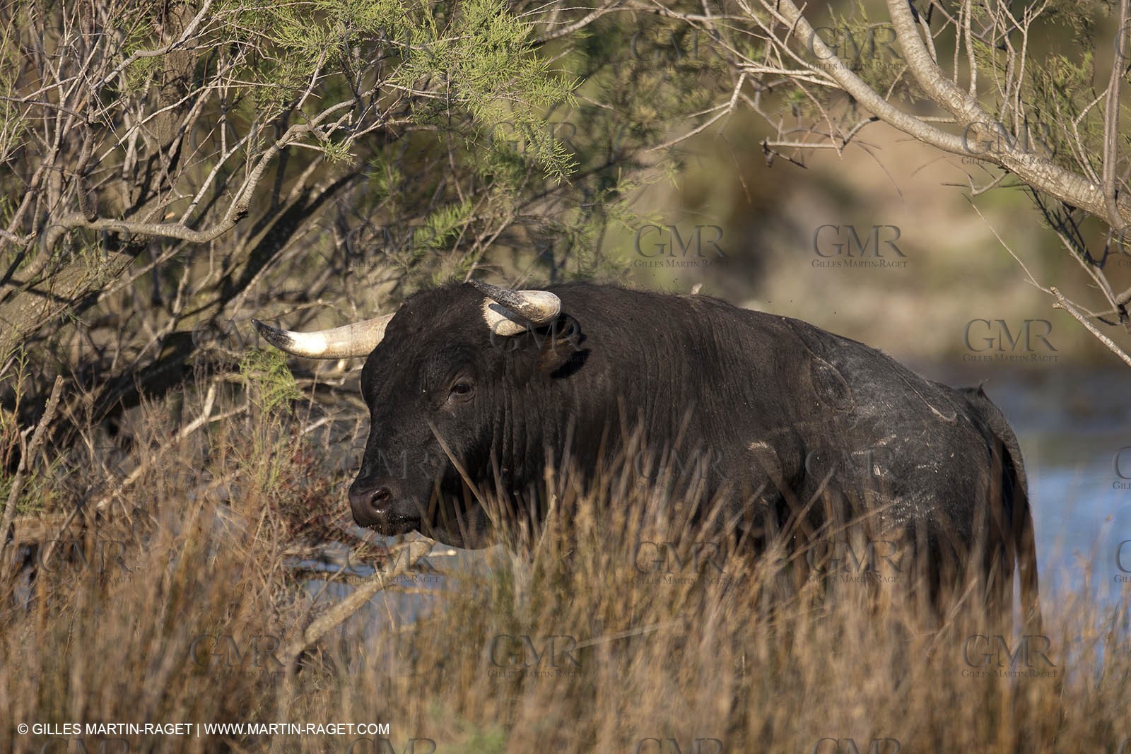 19 04 2011 - Arles (FRA,13) - Bullfight toros in Camargue