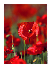 Produit : Tirage photo réalisé par nos soins sur imprimante jet d'encre professionnelle Epson à partir de 8 encres ultrachrome inaltérables (label Digigraphie).Formats au choix : . 30x40 cm. 50x70 cm. 80x120 cm.Choix des papiers :. Papier standard brillant 250 gr., filet noir, marge blanche, tirage non signé. Papier haut de gamme satiné 290 gr. filet noir, marge blanche, tirage vérifié et signé par l'auteur.. Autres supports (canvas, acrylique, dibond) sur demandeConditionnement : tube cylindrique renforcé.Options pour l'expédition : . colissimo + dépôt boîte aux lettres (France uniquement). Colissimo avec signature à réception. Transporteur express (2 jours ouvrés) avec signature à réceptionCliquez sur caddie pour sélectionner votre formule et démarrer la procédure de commande en ligne