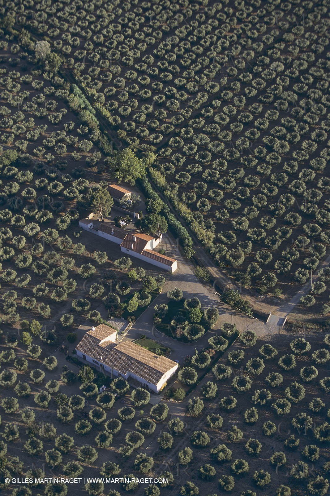 France, Provence, Alpilles, AOC Vallée des Baux, olive trees fields, olive oil production