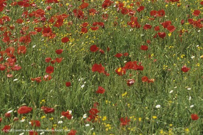 France, Provence, Champs de Coquelicots   Poppies fields