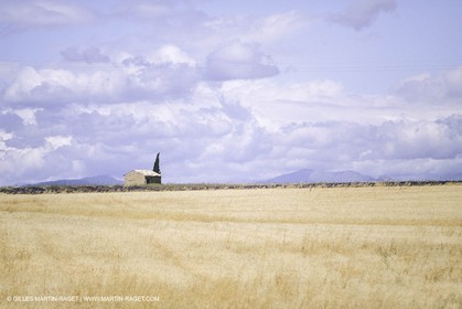 Corn and Wheat fields on Valensole Plateau in higher Provence (France)