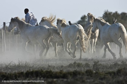 18 04 2011 - Les Saintes Maries de la Mer - Camargue white horses