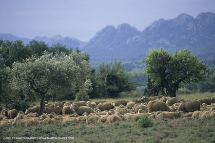 France, Provence, Moutons, bergers, élevage, transhumance