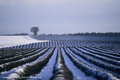 Provence sous la neige - Haute Provence - Plateau de Valensole