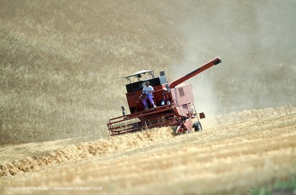 Hgher Provence - Lavender fields