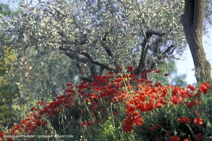 Coquelicots - Champs de Coquelicots et Olivers