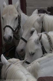 01 05 2015, Arles (FRA,13), Fête des gardians