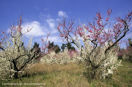 Luberon, Vaucluse (FRA,84) - Arbres fruitiers en fleur