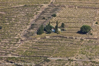 17 10 2011 - Vermeille Coast (FRA, 66) - Corbières Vineyards