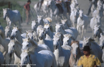 Camargue horses