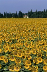 Luberon (FRA,84), Sunflower fields