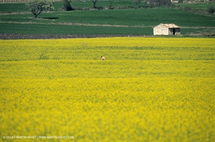 Alpilles (FRA,13), Rape fields
