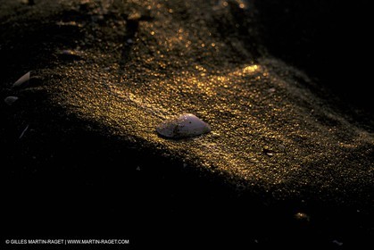 Sea shell