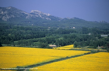 Alpilles (FRA,13) - Champs de tournesols