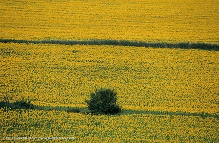 Alpilles (FRA,13) - Champs de tournesols