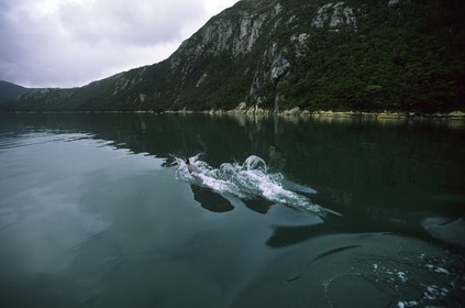 Patagonia