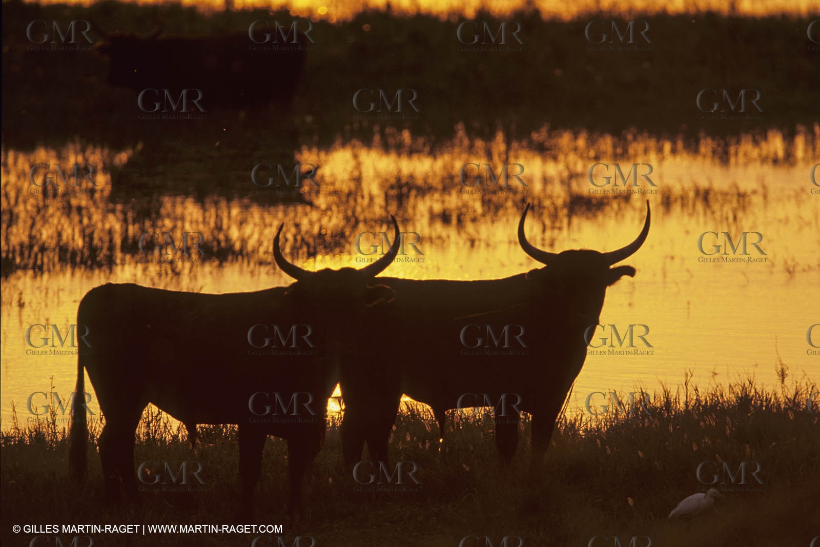 France, Provence, Camarggue, Taureaux de Camargue, bulls