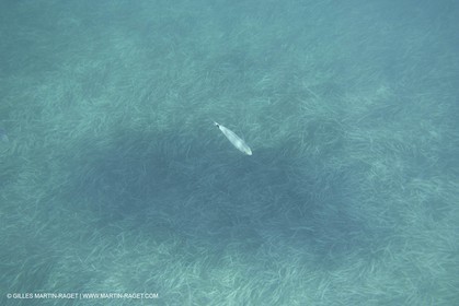 Apnée - plongée - Port Cros 2005