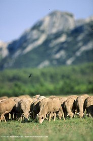 Saint Rémy de Provence (FRA,13) - Fête de la Transhumance