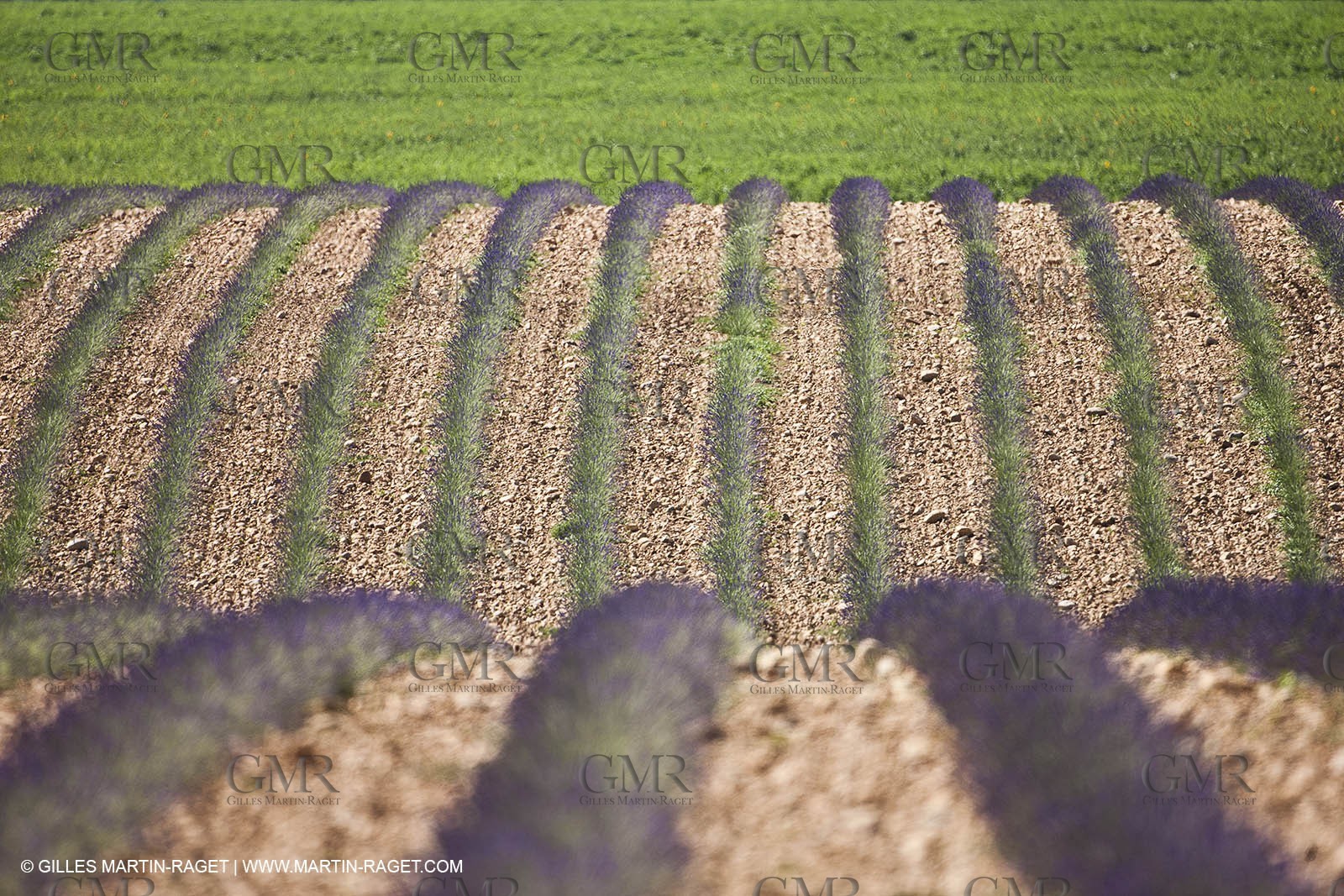 27 06 2011 - Valensole (FRA, 04) - Lavander fields