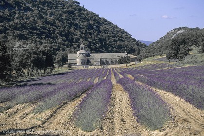 France, Provence, Lavender fields