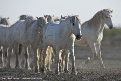 18 04 2011 - Les Saintes Maries de la Mer - Camargue white horses