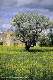 Alpilles (FRA,13), Champs de colza