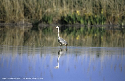 Camargue (FRA,13) - Oiseaux en Camargue - Héron