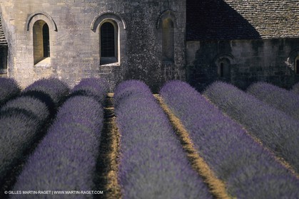 France, Provence, Lavender fields