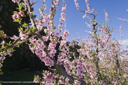 16 03 2008 - Saint Rémy de Provence (FRA, 13) - Alpilles hills landscapes