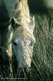 2000-2010- Arles - Les Saintes Maries de la mer (FRA,13) - Camargue horses