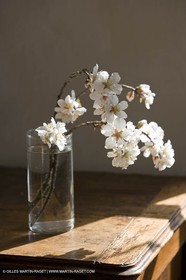 16 02 2008 - Saint Rémy de Provence (FRA,13) - Vallon raget, Branche d'amandier